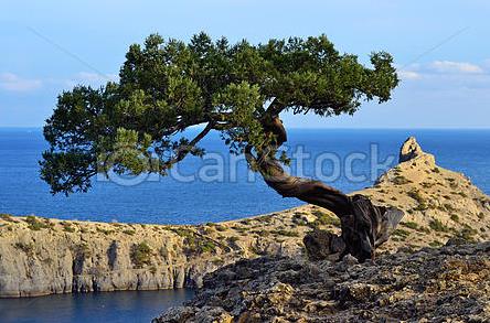 pino marittimo su roccia.JPG