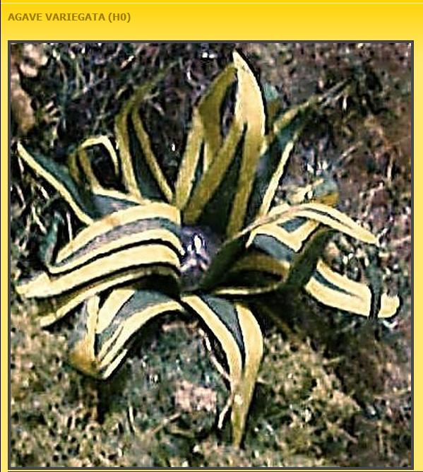 agave.jpg