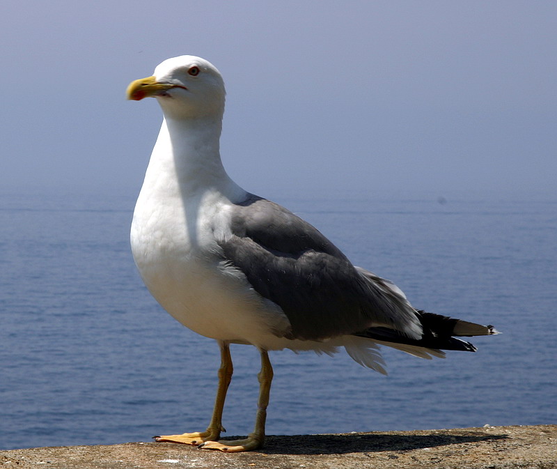 gabby.jpg
