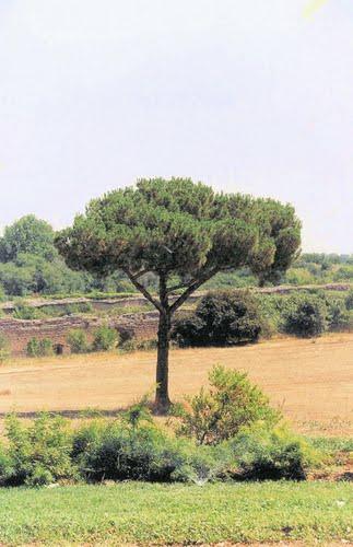 pino.jpg