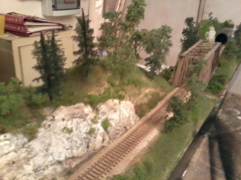 gatto michele 932.jpg