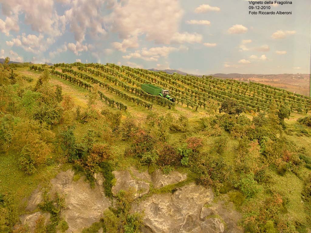 Vigneto 02.jpg