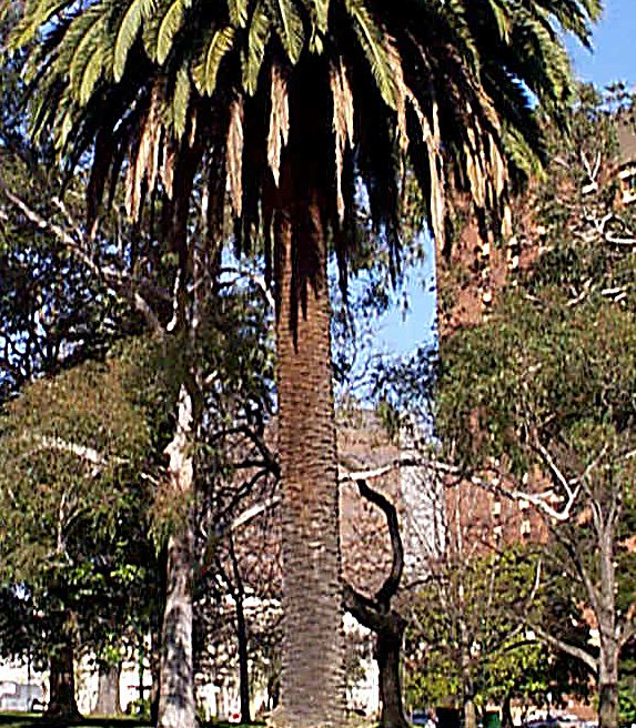 phoenix_canariensis.jpg