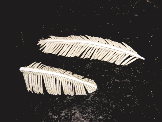 DSCF6737.jpg