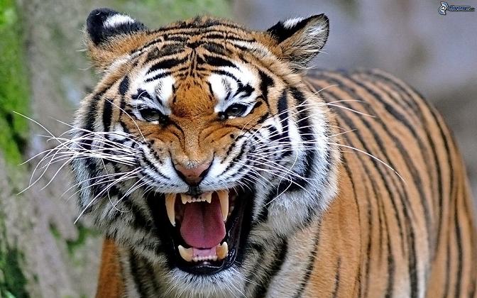 tigre,-urlo-169016.jpg
