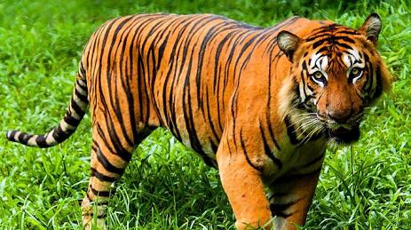 1547316-tigre2.jpg