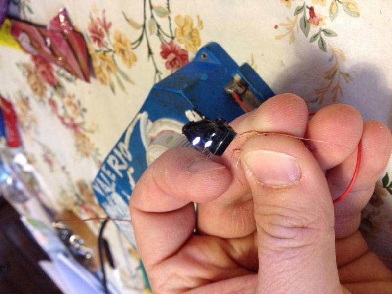 marmotta illuminata.jpg