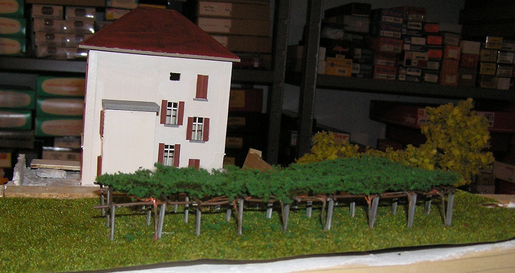 vigna a pergola.jpg